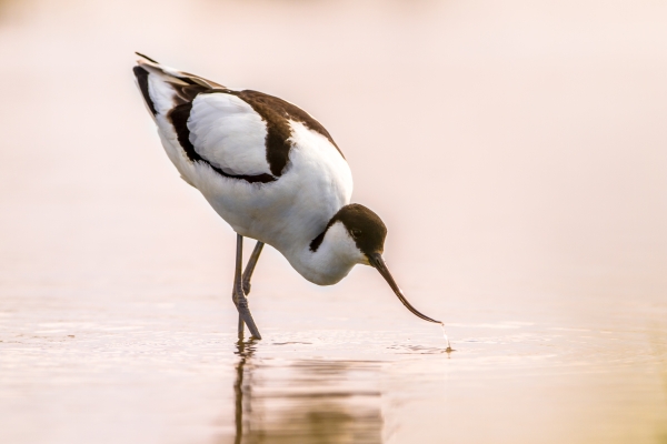 Oiseau, Terre de Sel