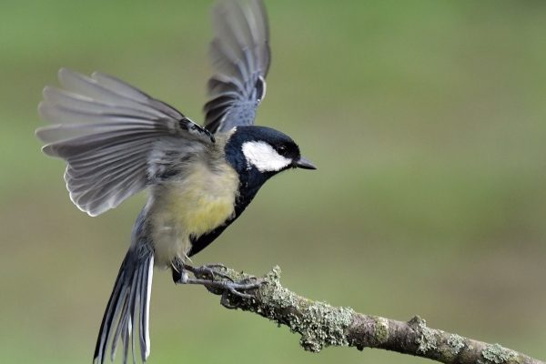 Oiseau, Pays de Thiérache